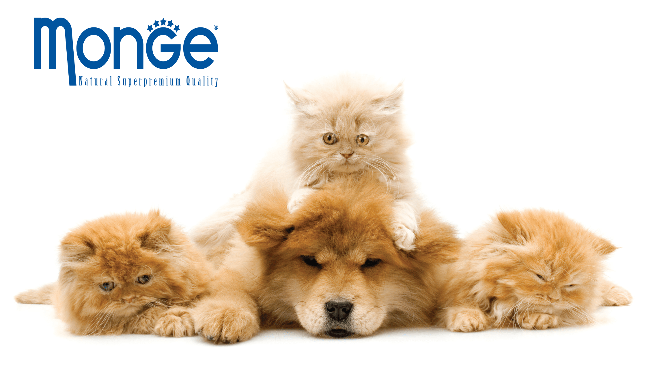 Image Name|MONGE Photo Gallery