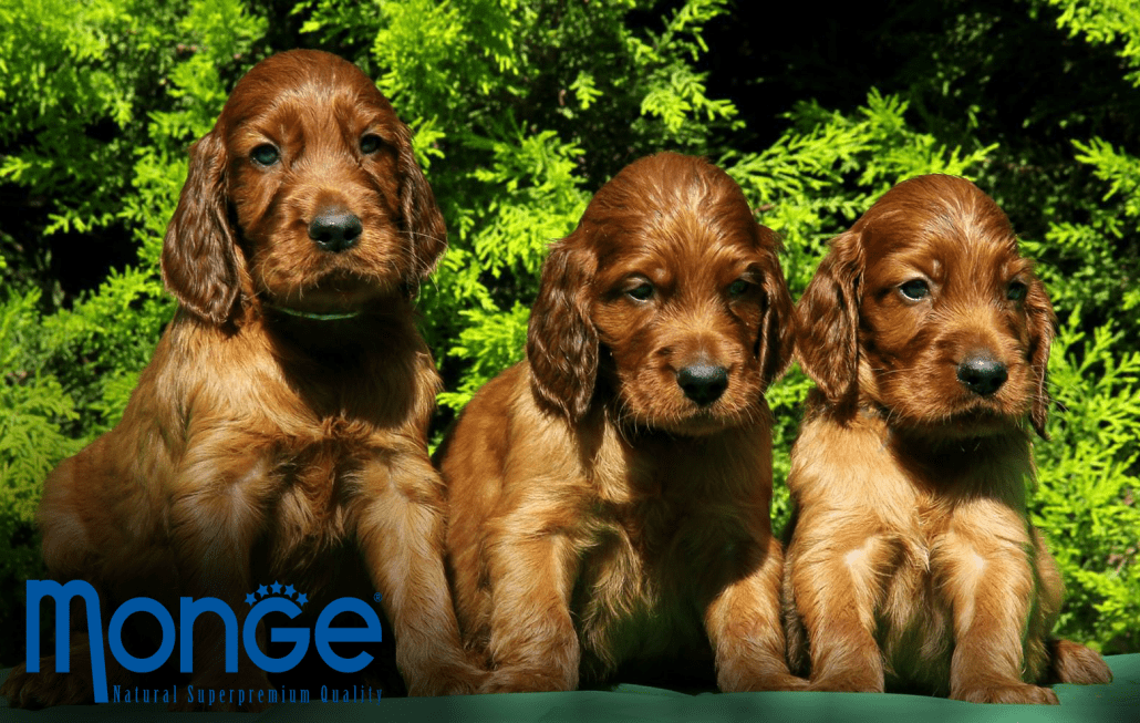 Image Name|Γνωρίστε τη Karla, το όμορφο Irish Setter puppies