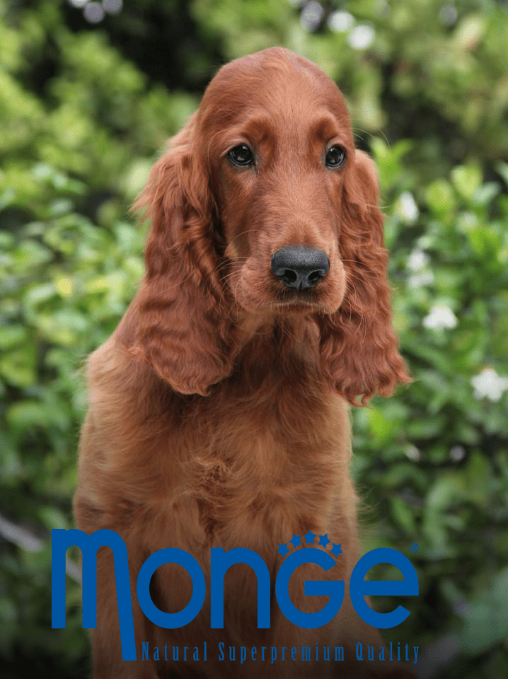 Image Name|Γνωρίστε τη Karla, το όμορφο Irish Setter rea monge