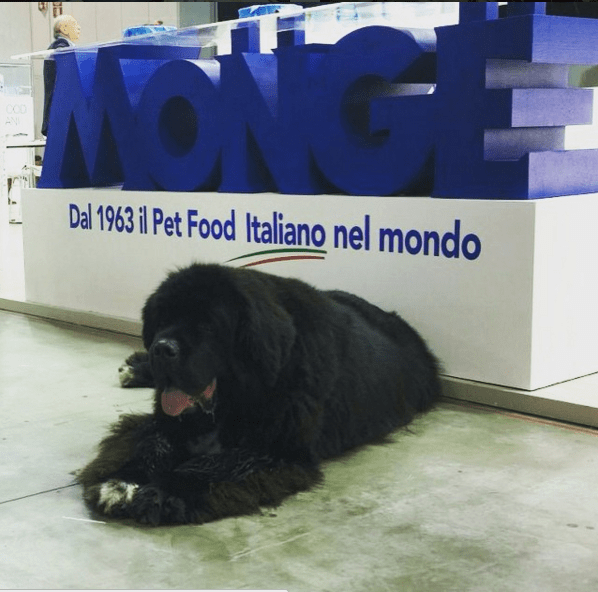 Image Name|MONGE Photo Gallery